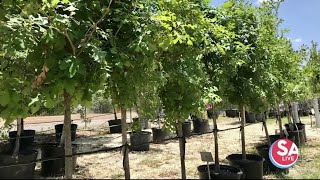 Add value to your property with trees Which trees to plant in SA amp how to care for them [upl. by German]