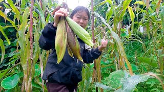 laxmi taking maize from farm field to roast it for snack  surya laxmi suryalaxmivlogs [upl. by Shore24]