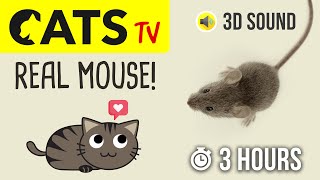 CATS TV  Catching REAL Mouse 🐭 HD  3 HOURS Game for cats to watch [upl. by Joela]