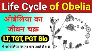 obelia ka jivan chakra  Life cycle of Obelia  Obelia ki life cycle  Life cycle of Obelia diagram [upl. by Yramliw]