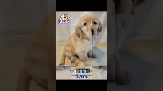 goldenretrieverpuppies 8 week old weigh in [upl. by Assyral868]