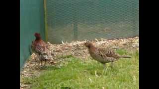 copper pheasant syrmaticus soemmerringii ijimae [upl. by Llenor]