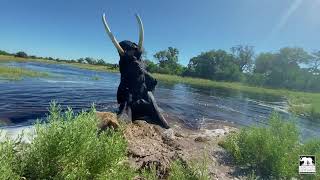 Jabus first swim in the Okavango Delta 2020 Flood Waters  Living With Elephants Foundation [upl. by Ylehsa]