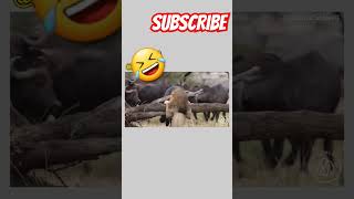 Marriage 🤣🤣funnyvideos comedy funnyanimls funnyshorts funnymemes funnycomedy funnymoments [upl. by Dalli51]