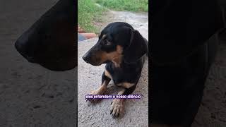 O amor de verdade 🥰🥰🥰 shortvideo salsichadog pets [upl. by Naid209]