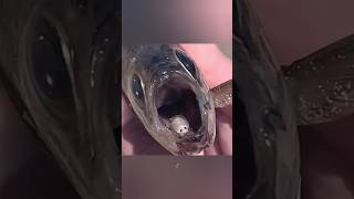 Cymothoa exigua shorts facts trending [upl. by Photina200]