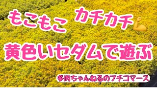 【多肉植物】モコモコ❣️カチカチ❣️黄色いセダムで遊びます💛✨20240419 [upl. by Susanne]