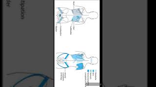 connective tissue massage Dr fouad1 [upl. by Adar]