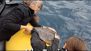 La tortue Tamia a retrouvé la mer à Cannes [upl. by Assiruam]