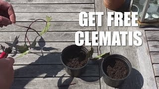 How to take cuttings from a clematis [upl. by Mellisa]