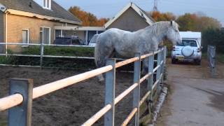 Percheron Hengst Amour [upl. by Kirbie169]