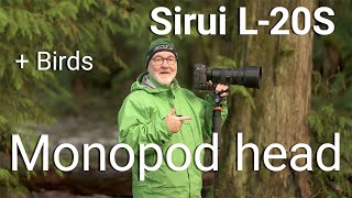 Sirui L20S Monopod Head  Photographing the American Dipper [upl. by Stich]