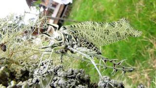 Amazing lichen mimicking katydid at Mount Totumas Cloud Forest Panama [upl. by Jennica]