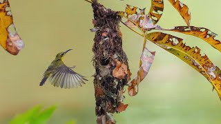 OliveBacked Sunbird Nesting [upl. by Tallou]