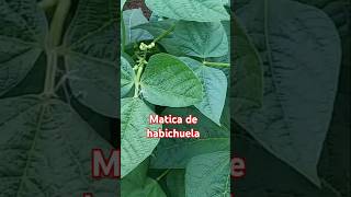 Matica de habichuela verde [upl. by Nosnarb]