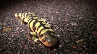 Metamorphosis Amphibian Nature Documentary [upl. by Aleemaj]