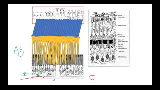 Histología de la Dentina y Pulpa Dental [upl. by Airres558]