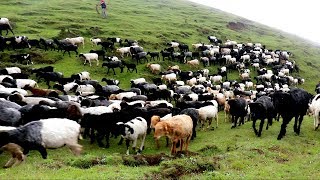 Himalayan Large Sheep Farm in Nepal  Chasing Sheep towards jungle [upl. by Seaddon138]