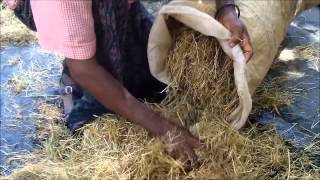 The preparation of food for the fattening of cattle  Alamata [upl. by Ecirpak]