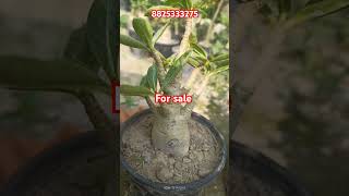 adenium Arabicume sale adeniumgarden adenium arabicum plant virl ytshots short [upl. by Ahseile]