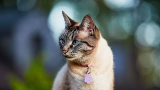 Lynx Point Siamese Cat  Facts Brief History amp Everything You Need To Know [upl. by Norramic489]