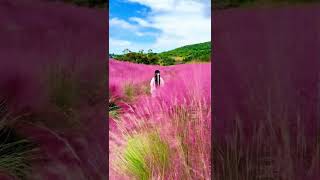 Pink Muhly Grass，Cloud Grass [upl. by Meill]