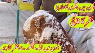 Listeriosis in Goat  Dr Mohsin [upl. by Metcalf906]