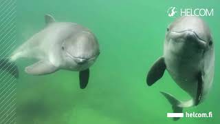 Harbour Porpoises in the Baltic Sea [upl. by Keverne]