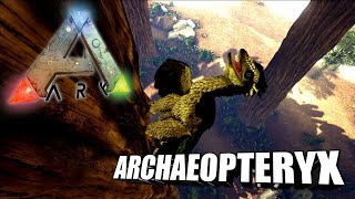 Taming A Archaeopteryx  Ark Survival Evolved  The Island [upl. by Richmal]