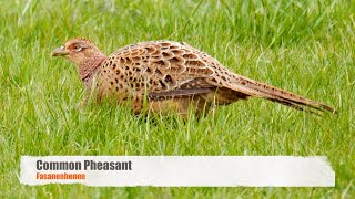 Common Pheasant Phasianus colchicus ♀ 2 [upl. by Isnam]