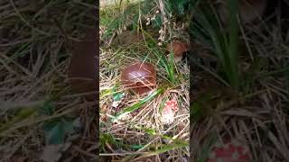 Porcini mushrooms porcinimushrooms amazingplaces lovenaturebeauty shorts [upl. by Traci]