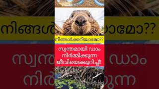 Beaver Facts Malayalam  Beaver Dam construction  Engineer Of The Animal World  Beavers Fact [upl. by Llet193]