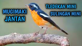 Perbedaan burung sikatan mugimaki jantan dan betina [upl. by Ozzy]