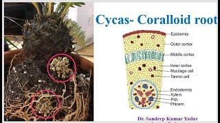 Cycas Coralloid root [upl. by Epilef]