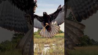 Recall Eagle from the tree training hunting eaglefly eagleflying wildlife eagle [upl. by Walcott]