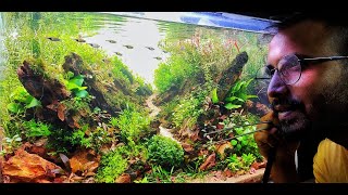 Brazilian style Aquascaping  IAPLC 2023  Depth of Split  Cinematic  Passion Aqua [upl. by Ahseniuq]