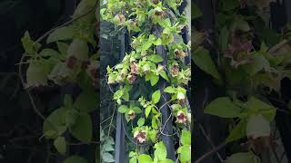 Codonopsis lanceolata in bloom [upl. by Naie]