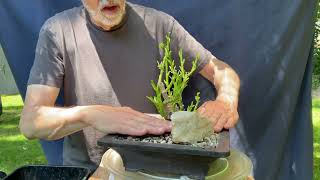 My SHEFFLERA Bonsai Defoliation and Structural Pruning 5Jun2024 [upl. by Gauntlett766]