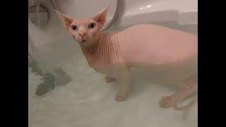 bath of a Sphynx cat [upl. by Audrit]