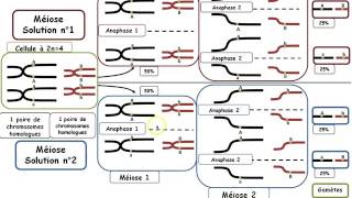 ts bilan méiose et brassages Fabrice Morales [upl. by Naiva81]