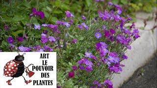 Tuto jardinage Aubrieta Cascade Purple photos de fleurs et de plantes vivaces [upl. by Nema]