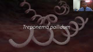 24 Treponema pallidum Sífilis [upl. by Attenborough]