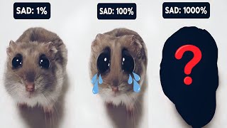 Sad Hamster Becomes More Sad [upl. by Averir]