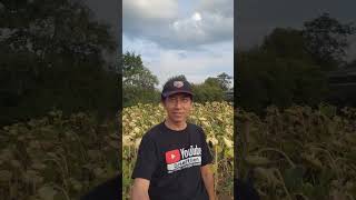 Seeing 👀 Sunflower 🌻 Farm and Apple 🍎 Tree Plantation at a Closer Distance in Öhringen Germany [upl. by Greenman]