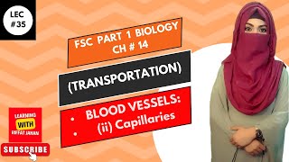 Ch14 Lec  35 BLOOD VESSELSii Capillaries Structure And FunctionFSc Bio part 1riffatjahan [upl. by Analram]