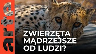 Czy zwierzęta są mądrzejsze od nas  ARTEtv Dokumenty LEKTOR [upl. by Lahey]