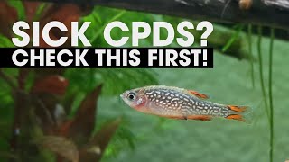 SICK CELESTIAL PEARL DANIOS  CPD DISEASES AND ILLNESS [upl. by Adeuga]