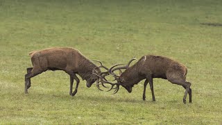 Le Brame du cerf  Het Burlen van de herten [upl. by Auqinahc]