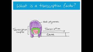 A2 Biology  transcription factors and gibberellin [upl. by Ielhsa]