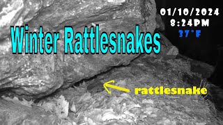 Winter Rattlesnakes [upl. by Ajam868]